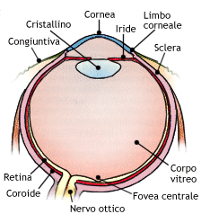 Sezione orizzontale dell'occhio destro