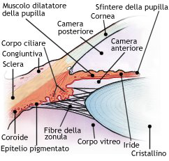 Segmento anteriore dell'occhio