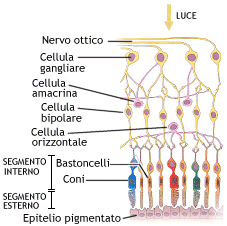 Elaborazione dei segnali nella retina